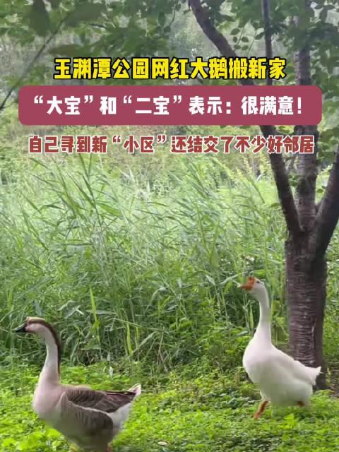 網紅大鵝,從田間到網絡，一只鵝的傳奇之旅