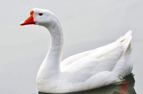 網紅大鵝,從田間到網絡，一只鵝的傳奇之旅