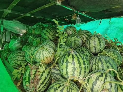 朝陽號外官網(wǎng)免費吃瓜,免費吃瓜盛宴，暢享夏日清涼！