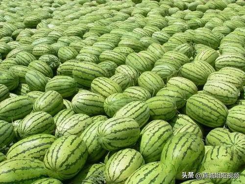 熱門大瓜每日必吃大瓜合集,揭秘娛樂圈最新動態，一網打盡娛樂圈風云