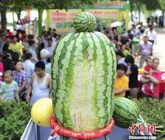 熱門大瓜每日大賽,揭秘娛樂圈最新爆料，大賽精彩瞬間回顧