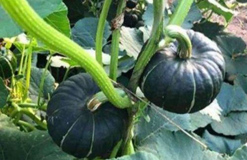 網(wǎng)紅大瓜在哪找