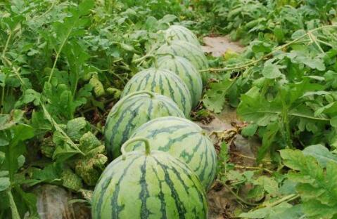 52每日大瓜視頻,揭秘娛樂圈幕后故事，帶你領略明星真實生活