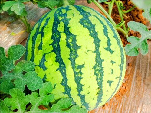 網紅熱瓜,揭秘網絡紅人的崛起與爭議