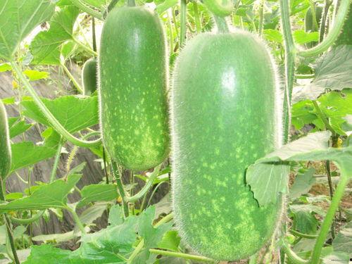 今日吃瓜熱門大瓜每日更新51,51期精彩內容速覽