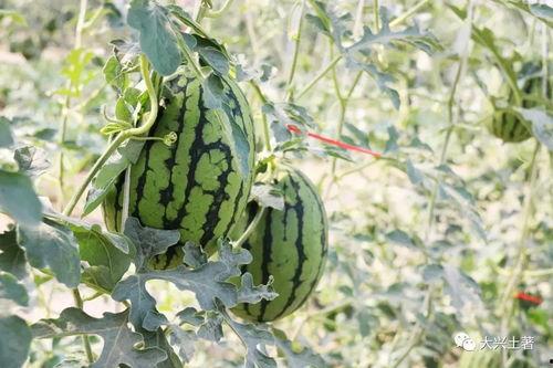 網紅大瓜排行,熱門事件盤點與幕后真相