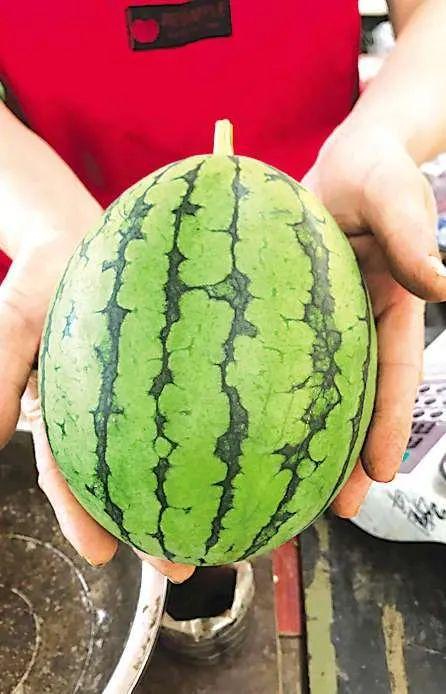 北京朝陽吃瓜 最近大瓜事件,朝陽吃瓜，最新大瓜事件盤點