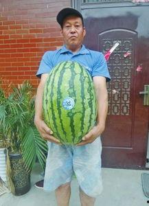 熱門大瓜每日大賽,揭秘娛樂圈最新爆料，大賽精彩瞬間回顧