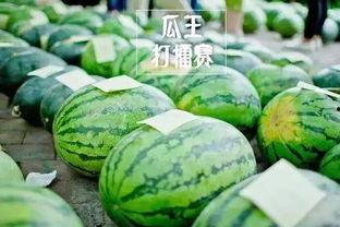 熱門大瓜每日大賽,揭秘娛樂圈最新爆料，大賽精彩瞬間回顧